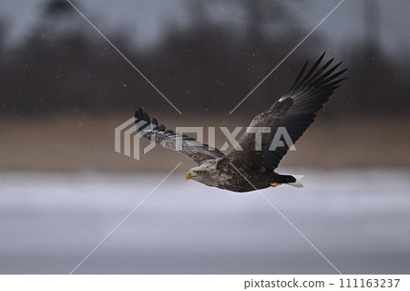 White-tailed eagle ⑨ (Hokkaido) White-tailed eagle ⑨ (Hokkaido) 111163237