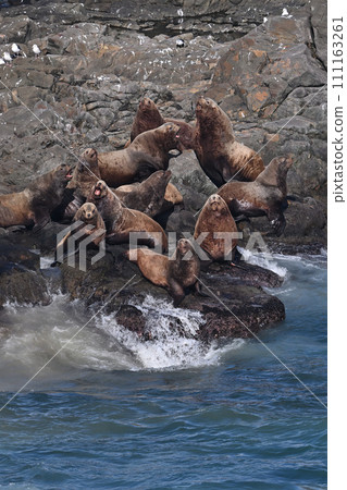 Todo 66 (Hokkaido) 111163261