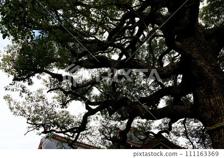 明治神宮夫婦Kusunoki 111163369