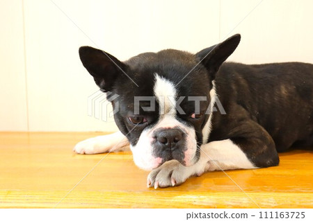 Mighty, a Boston terrier, lies down on the flooring with a white background ♡ Mighty, a Boston terrier, lies down on the flooring with a white background ♡ 111163725