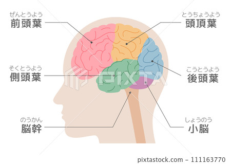 Illustration of the brain seen from the side, side view, color-coded brain, parts of the brain, explanations, and names included 111163770