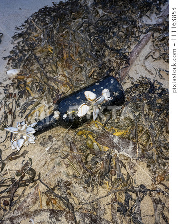 Goose barnacles barnacle on a bottle at sea beach Goose barnacles barnacle on a bottle at sea beach 111163853