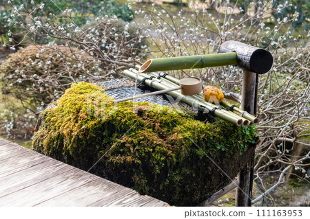 京都大原寶泉院的花園 京都大原寶泉院的花園 111163953