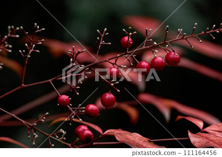 Nandina of the barberry family with round red fruits in winter Nandina of the barberry family with round red fruits in winter 111164456