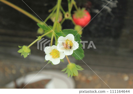 Western honey bee collecting pollen from a strawberry flower in full bloom (Yamagata City, Yamagata Prefecture, Japan) Western honey bee collecting pollen from a strawberry flower in full bloom (Yamagata City, Yamagata Prefecture, Japan) 111164644