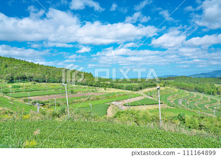 [高塚丘陵（茶巴肯丘陵）的茶園] 鹿兒島縣南九州市知覽町西本 111164899