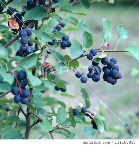 Branch with berries of Amelanchier alnifolia called Saskatoon, Serviceberry, western serviceberry or dwarf shadbush. Branch with berries of Amelanchier alnifolia called Saskatoon, Serviceberry, western serviceberry or dwarf shadbush. 111165055