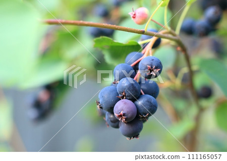 Branch with berries of Amelanchier alnifolia called Saskatoon, Serviceberry, western serviceberry or dwarf shadbush. 111165057