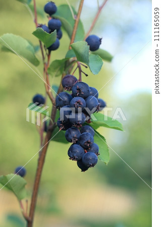Branch with berries of Amelanchier alnifolia called Saskatoon, Serviceberry, western serviceberry or dwarf shadbush. Branch with berries of Amelanchier alnifolia called Saskatoon, Serviceberry, western serviceberry or dwarf shadbush. 111165059