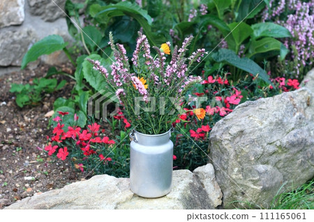 Hyssop flowers in an old milk tin on the stone edge of the bed along the stone wall Hyssop flowers in an old milk tin on the stone edge of the bed along the stone wall 111165061