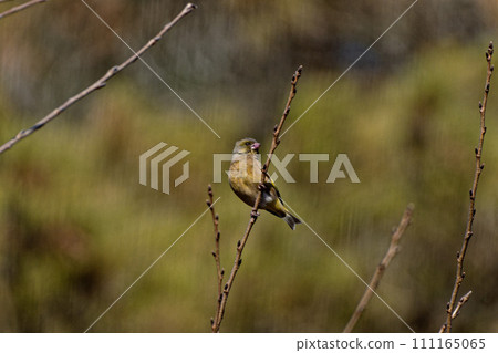 石雀棲息在樹枝上 111165065