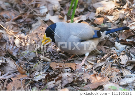 魷魚的覓食行為 111165121