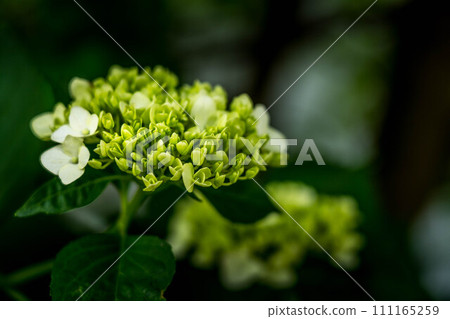 Rainy season - hydrangea flowers 111165259