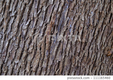 Bark of trees that form Yoyogi Forest Bark of trees that form Yoyogi Forest 111165460