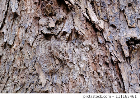 Bark of trees that form Yoyogi Forest Bark of trees that form Yoyogi Forest 111165461