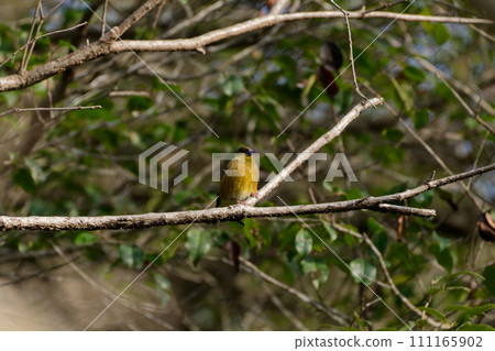 Stonefinch perched on a branch 111165902