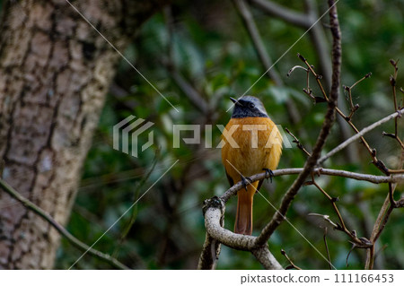 Winter bird, Daurian flycatcher perched on a branch♂ 111166453