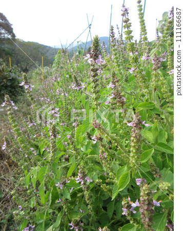 Holy basil with many flowers Holy basil with many flowers 111166687