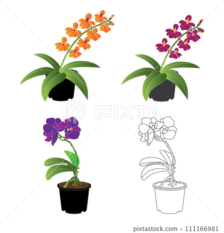 Orchid flower icon Orchid flower icon 111166981