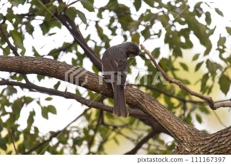 布朗有耳的bulbulous在樹分支 111167397