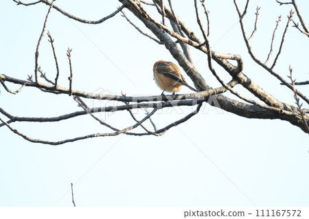 Moz perching on a tree branch 111167572