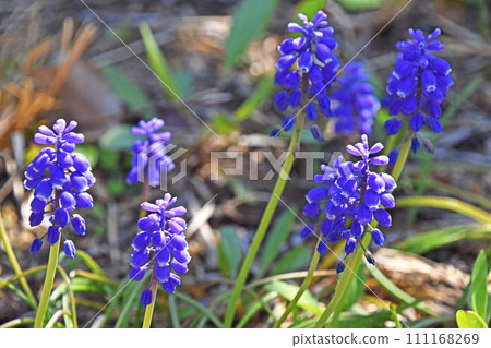 穆斯卡里·亞美尼亞凸輪 111168269