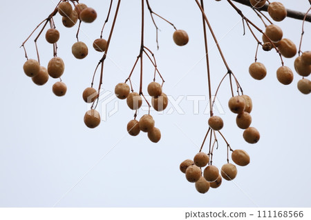冬天樹枝上的棕色梅梅漿果 冬天樹枝上的棕色梅梅漿果 111168566