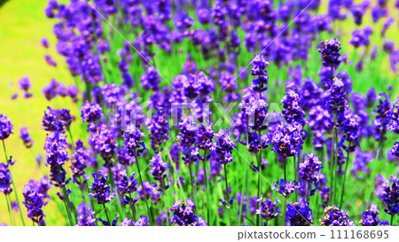 薰衣草田裡盛開的薰衣草花風景 111168695