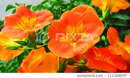 Landscape of trumpet vine flowers in full bloom 111168697