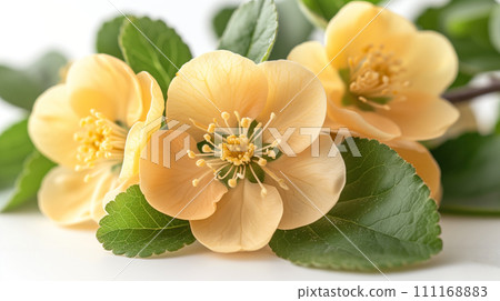 fruit tree flowers close up 111168883