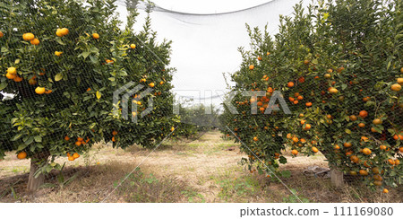 Banner Harvesting Orange Grove. Green Orange Trees with Ripe Juicy Fruits Covered by Anti Bird Netting Garden Protection. Banner Harvesting Orange Grove. Green Orange Trees with Ripe Juicy Fruits Covered by Anti Bird Netting Garden Protection. 111169080