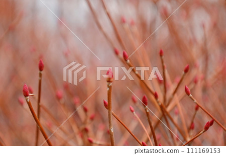 早春豆旦杜鵑粉紅冬芽 111169153