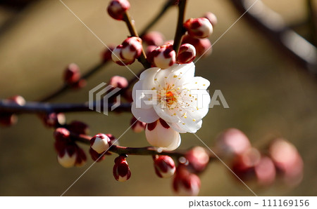 早春盛開的白色梅花“白麻” 早春盛開的白色梅花“白麻” 111169156