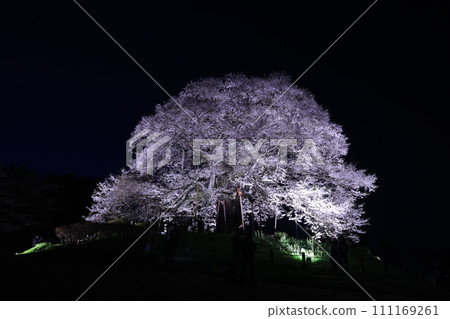Daigo Sakura9873 Daigo Sakura9873 111169261