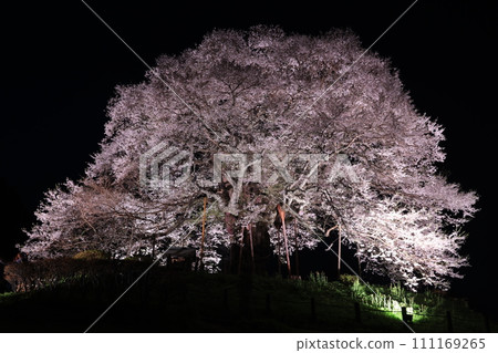 Daigo Sakura9885 111169265