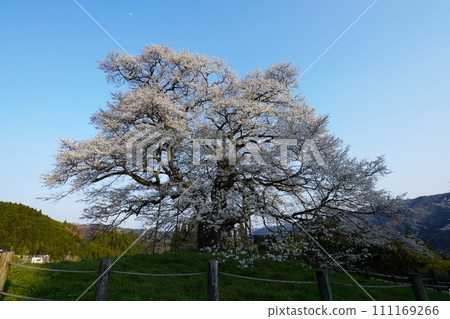 佐倉醐醐 3430 111169266