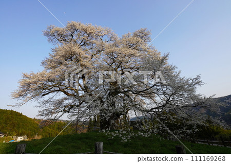 Daigo Sakura 3434 111169268