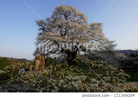 櫻醐醐 3419 111169284