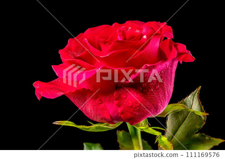 Red tea rose on a black background Red tea rose on a black background 111169576