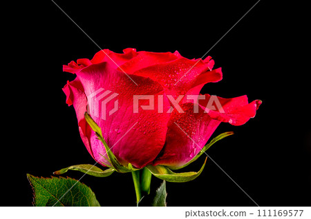 Red tea rose on a black background Red tea rose on a black background 111169577