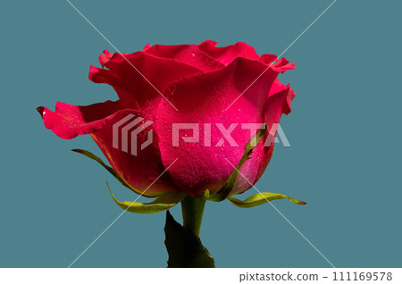 Red tea rose on a blue background Red tea rose on a blue background 111169578