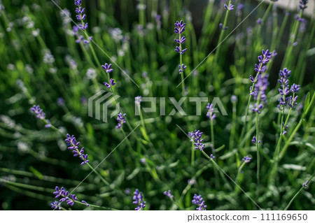 little lavender flowers growing spring on ground little lavender flowers growing spring on ground 111169650