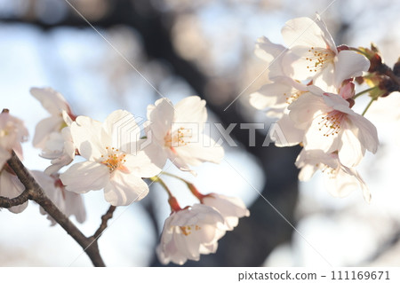 Sakura9086 111169671