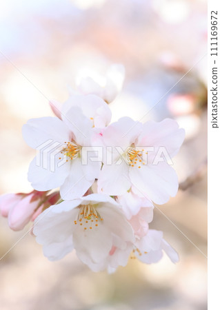 Sakura 9120 111169672