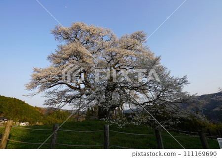 櫻醐醐 3432 111169690