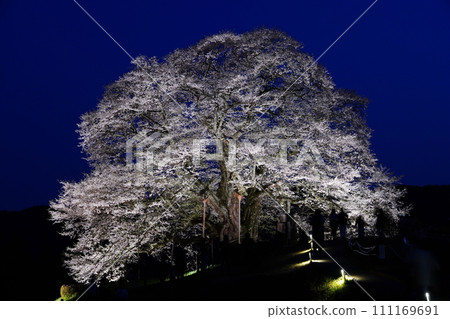 佐倉醐醐 3477 111169691