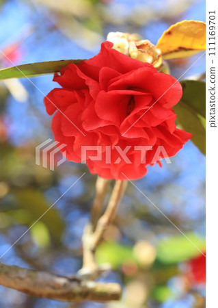 camellia 5737 camellia 5737 111169701