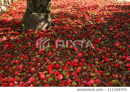 山茶花 5644 山茶花 5644 111169703