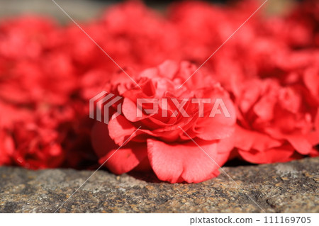 camellia 5662 111169705