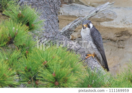 Adult peregrine falcon perched on a pine tree 111169959